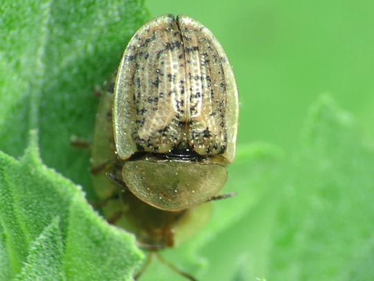 Cassida nebulosa