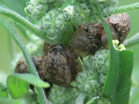 Cassida nebulosa