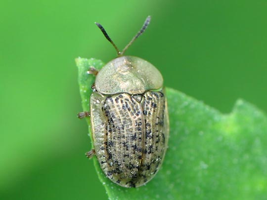 Cassida nebulosa
