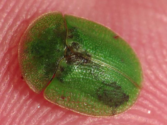 Distel-Schildkäfer, Cassida rubiginosa
