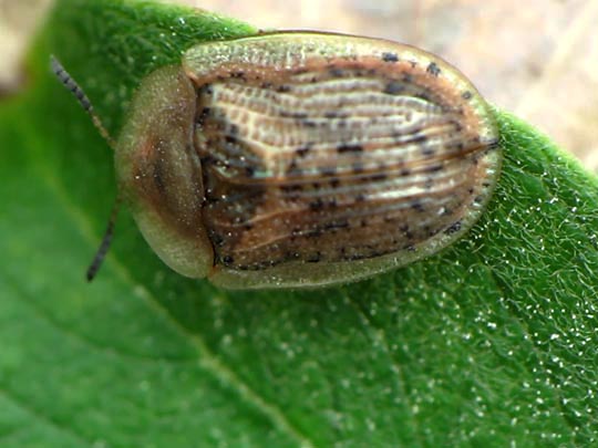 Cassida nebulosa
