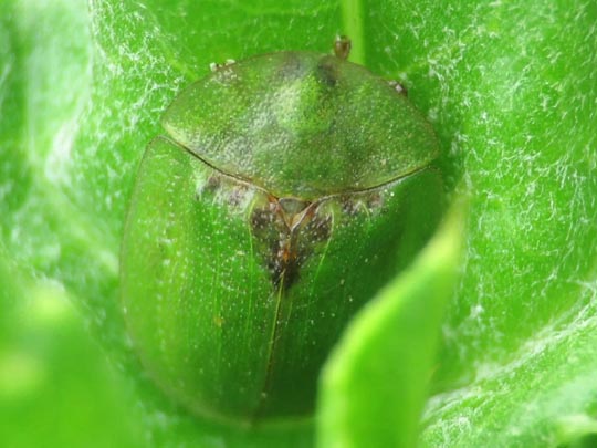 Distel-Schildkäfer, Cassida rubiginosa