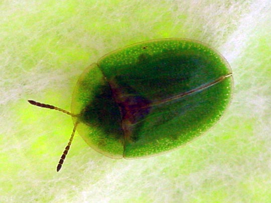 Distel-Schildkäfer, Cassida rubiginosa