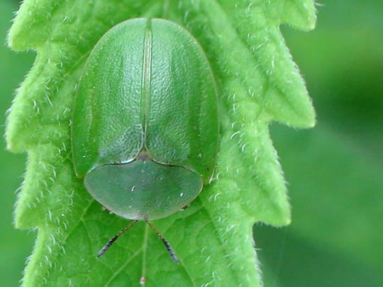 Cassida viridis
