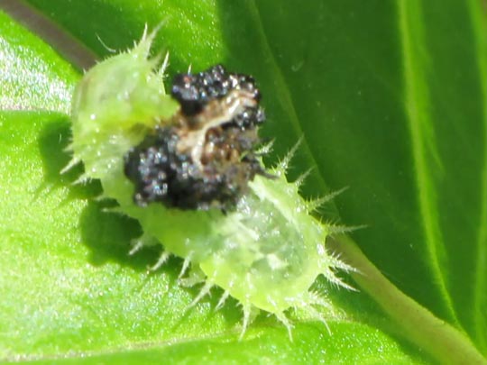 Cassida viridis