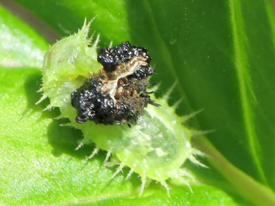 Cassida viridis