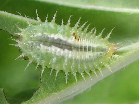 Cassida viridis