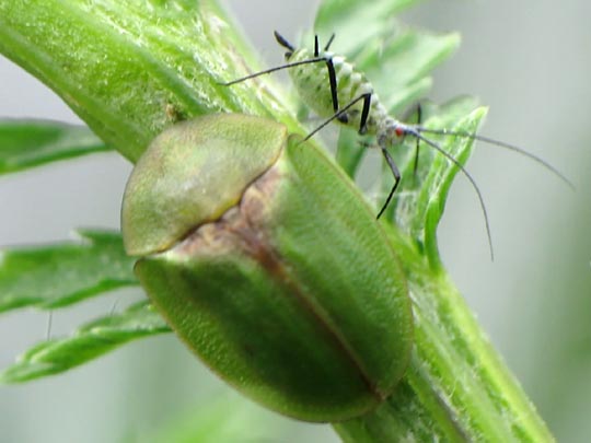 Distel-Schildkäfer, Cassida rubiginosa