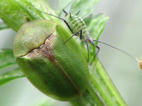 Distel-Schildkäfer, Cassida rubiginosa