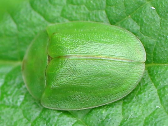 Cassida viridis