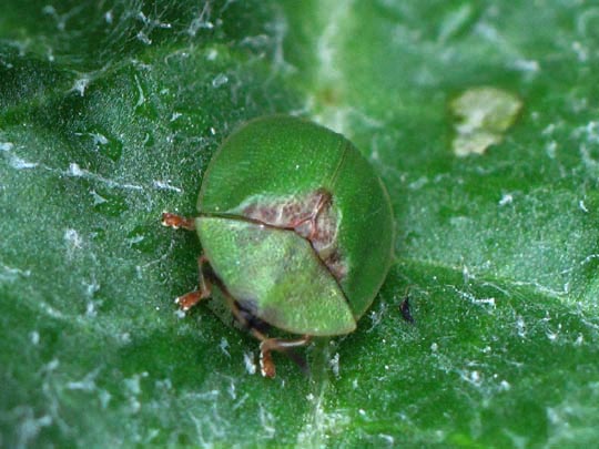 Distel-Schildkäfer, Cassida rubiginosa