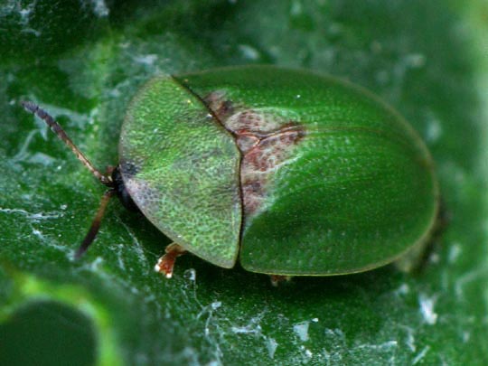 Distel-Schildkäfer, Cassida rubiginosa