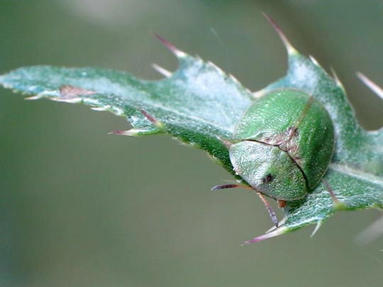 Distel-Schildkäfer, Cassida rubiginosa