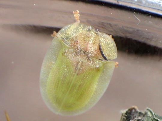 Distel-Schildkäfer, Cassida rubiginosa