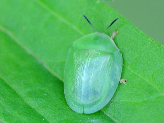 Cassida viridis