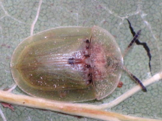 Distel-Schildkäfer, Cassida rubiginosa