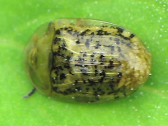 Cassida nebulosa