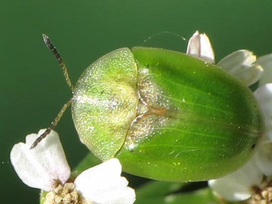 Cassida sp.