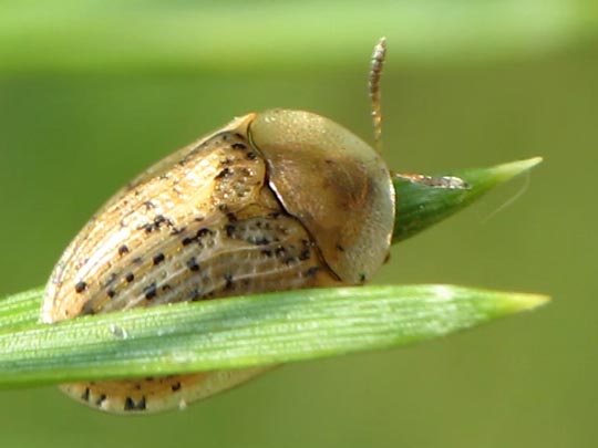 Cassida nebulosa