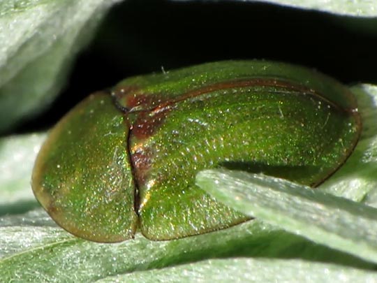 Distel-Schildkäfer, Cassida rubiginosa
