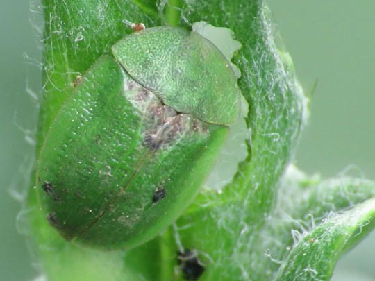 Distel-Schildkäfer, Cassida rubiginosa