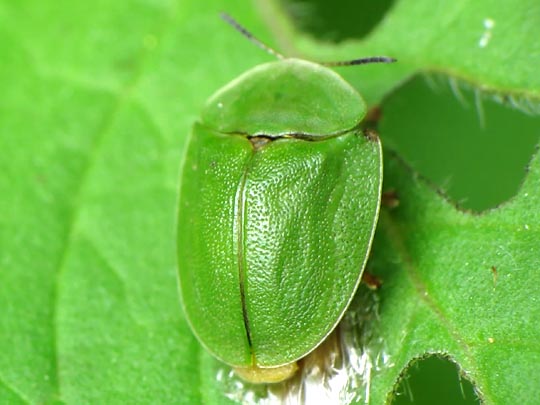 Cassida viridis