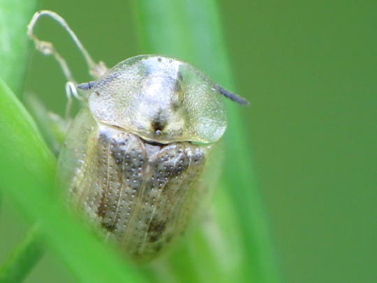 Cassida flaveola