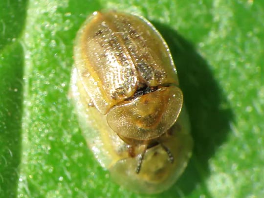 Cassida flaveola