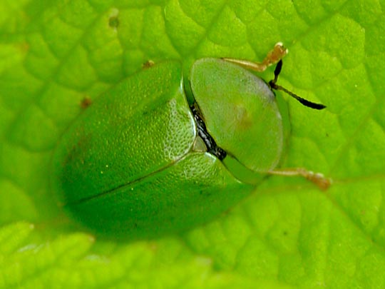 Cassida viridis