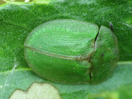 Distel-Schildkäfer, Cassida rubiginosa