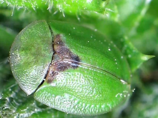 Distel-Schildkäfer, Cassida rubiginosa