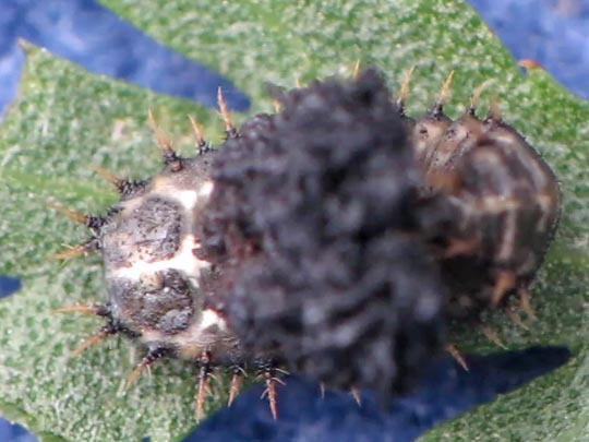 Cassida sp.