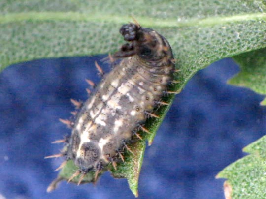 Cassida sp.