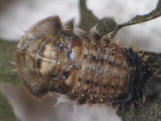 Cassida sp.