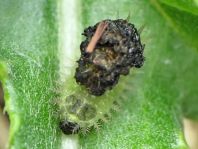 Cassida vibex