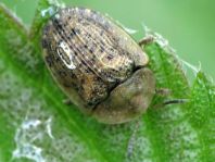 Cassida nebulosa