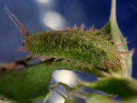 Cassida vibex