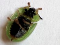 Cassida vibex