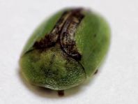 Cassida vibex