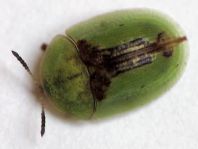 Cassida vibex