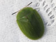 Cassida viridis
