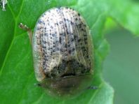 Cassida nebulosa