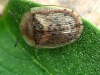 Cassida nebulosa