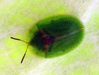 Distel-Schildkäfer, Cassida rubiginosa