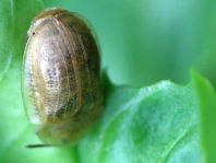 Cassida flaveola