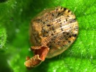 Cassida nebulosa