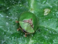 Distel-Schildkäfer, Cassida rubiginosa