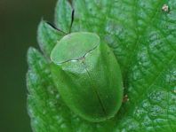 Cassida viridis