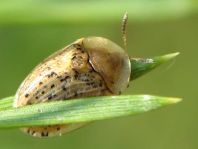 Cassida nebulosa