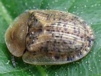 Cassida nebulosa